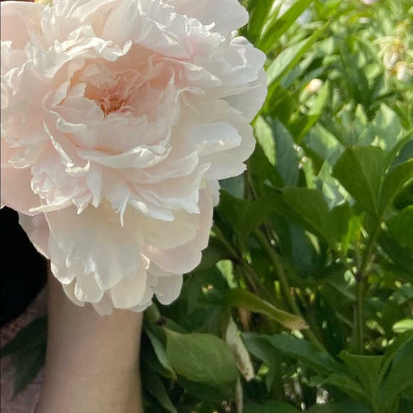 Meet your Posher, Aiyat - Picture 1 of 1